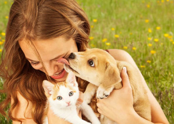 Quatro doenças que humanos e animais de estimação têm em comum
